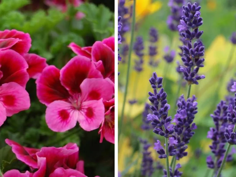 Geranio odoroso e lavanda officinale, metodi naturali contro le zanzare