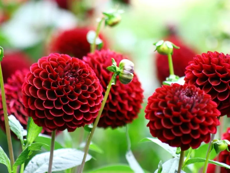 Fiori da seminare a marzo