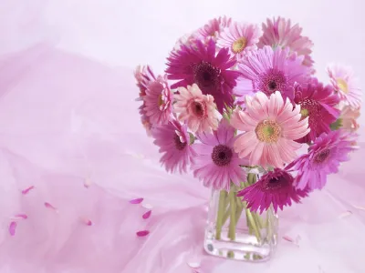 gerbere rosa