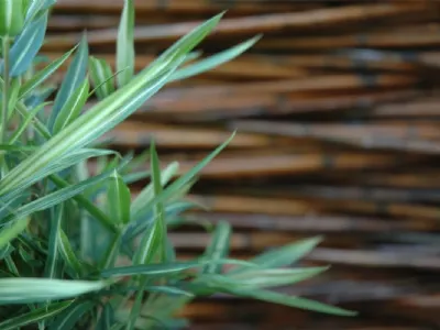 Come progettare un giardino